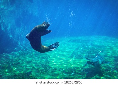 Seal Swimming Underwater In A Natural Aquarium