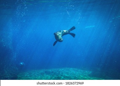 Seal Swimming Underwater In A Natural Aquarium