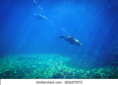 Seal Swimming Underwater In A Natural Aquarium