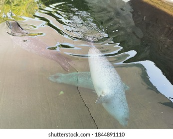 Seal Swimming Underwater In Safari 