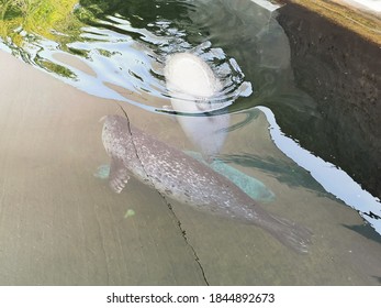 Seal Swimming Underwater In Safari 