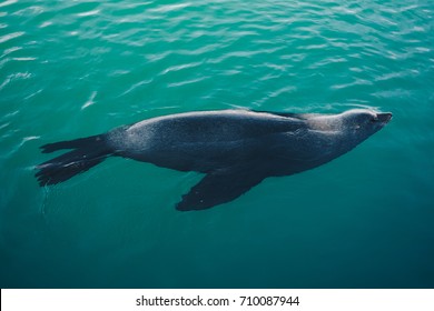 Seal Swimming In The Water