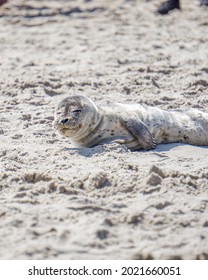 Seal At The Top Of Denmark: In Skagen. Waiting For The Mother To Come Back With Food