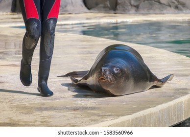 Seal with a trainer during a show in the zoo.
