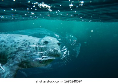 Seal Trapped In A Plastic Bag. Pollution In Oceans Concept.