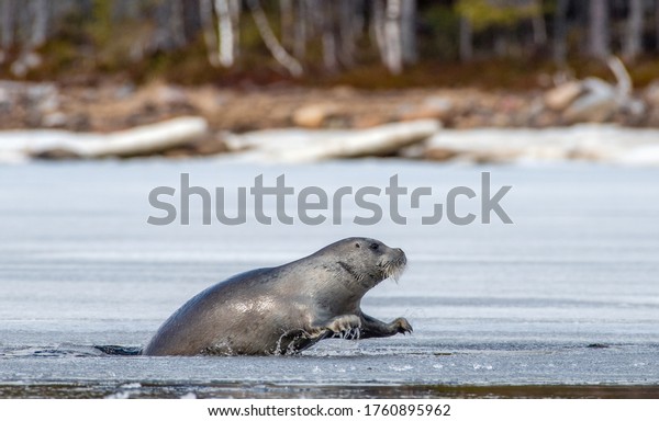 A seal tries to get out on an ice floe.\
The bearded seal, also called the square flipper seal. Scientific\
name: Erignathus barbatus. White sea,\
Russia