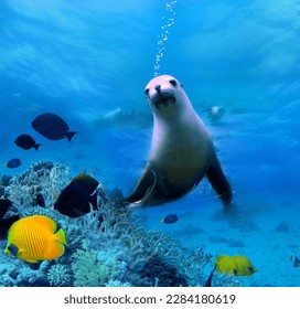 Seal under water at a coral reef
with tropical fish. The underwater world of the ocean.