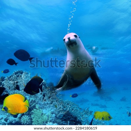 Seal under water at a coral reef
with tropical fish. The underwater world of the ocean.