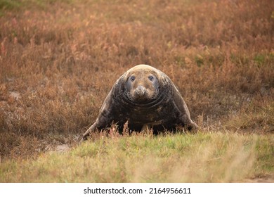 Seal In Vegetation Looking Up And Standing On Front Legs At Donna Nook Seal Sanctuary Lincolnshire, UK. British Wildlife