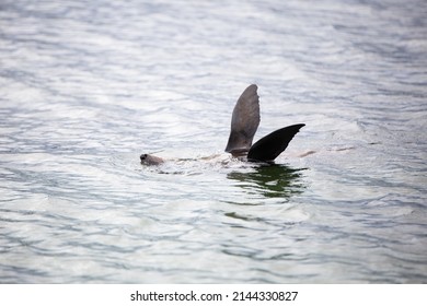 A Seal. In The Water, They Sleep Floating In A Standing Position, Like A Fishing Bobber, Or Floating Horizontally On The Surface.