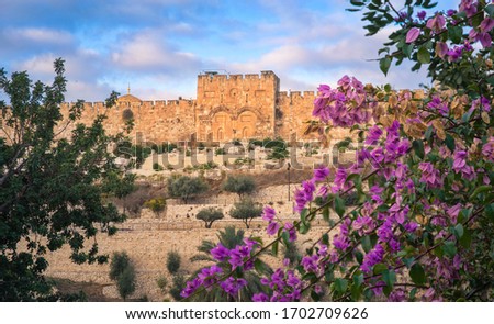 The sealed Golden Gate, also called Mercy Gate - the only eastern gate of the Temple Mount with pink Bougainvillea bush; Old City Jerusalem