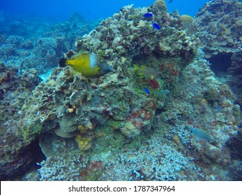 Sealife In Clear Caribbean Waters, One Of The Most Beautiful Places For Diving And Snorkel, Cozumel, Riviera Maya, Mexico