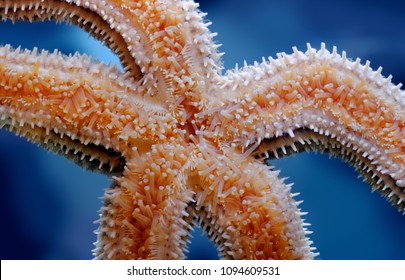 Sealife: Common Starfish (common Sea Star) Underside, Closeup Shot, Nature Sealife Abstract