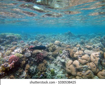 Sealife Of Mystery Island, Aneityum, Vanuatu