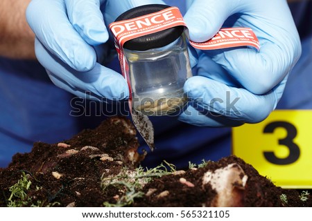 Sealing of evidence of fly larva on crime scene by police technician