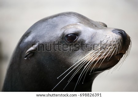 Sealion