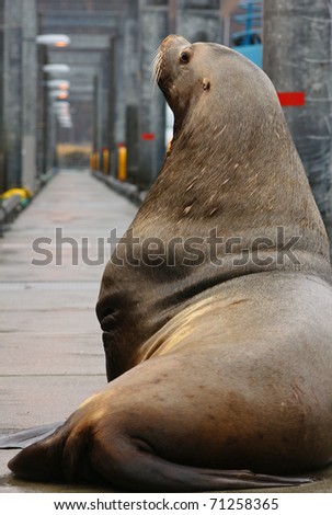 Sealion on a dock
