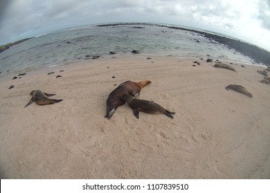 Sealion Pup Fed By Mother
