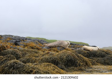  Sealion With Pup. Scotland beautiful pictures Portree and highlands Isle of Skye