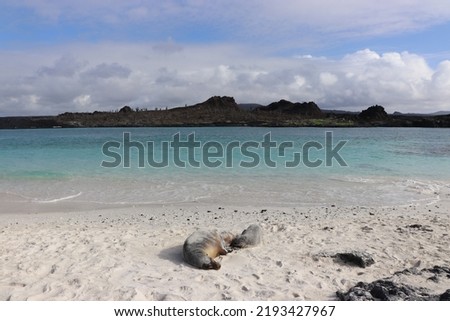 Sealion robbe galapagos ilands on the beach