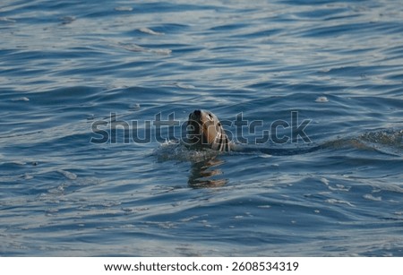 A sealion swimming in the Pacific Ocean with it's head above water to look around.
