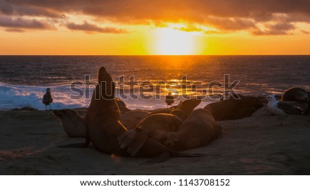 Sealions at Sunset