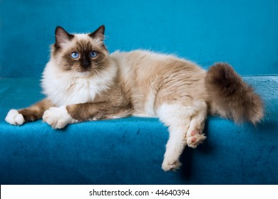 Seal Point Ragdoll Stock Photos Images Photography Shutterstock