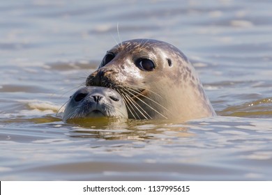 Seals In Baie De Somme