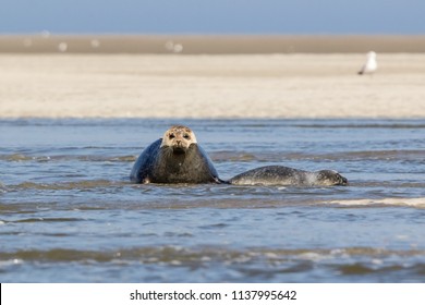 Seals In Baie De Somme