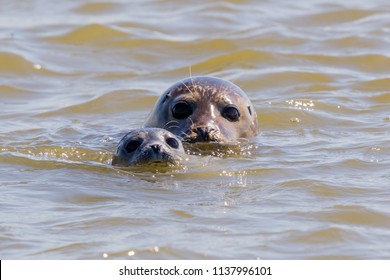 Seals In Bay Of Somme