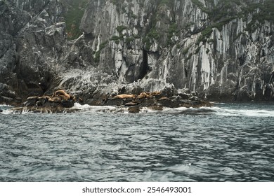 Seals Can Be Seen Resting on Rocky Shores Beneath the Enveloping Misty Mountains - Powered by Shutterstock