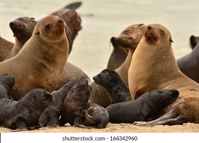 Seals At Cape Cross Namibia