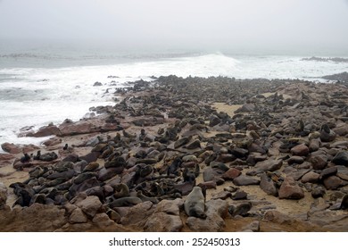 Seals, Cape Cross, Namibia