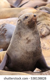 Seals At Cape Cross Namibia