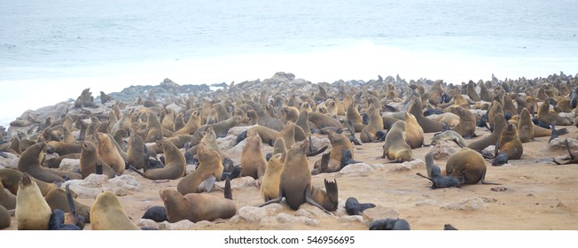 Seals At Cape Cross, Namibia