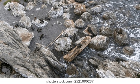 Seals colony rests sunbathing on rocky sea beach aerial view - Powered by Shutterstock