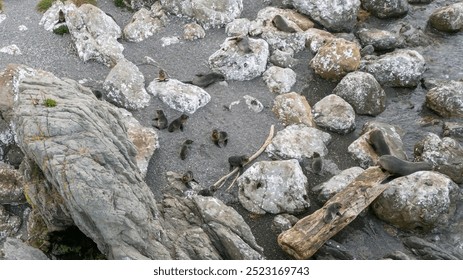 Seals colony rests sunbathing on rocky sea beach aerial view - Powered by Shutterstock