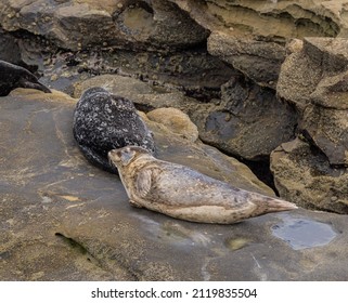 Seals Dot The Rocky Shoreline Of The Pacific Ocean In This California Coastal Town. A Favorite Place For Wild Life To Explore Its Fun To Watch These Lazy Sea Animals Napping And Rolling Over