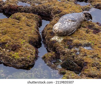 Seals Dot The Rocky Shoreline Of The Pacific Ocean In This California Coastal Town. A Favorite Place For Wild Life To Explore Its Fun To Watch These Lazy Sea Animals Napping And Rolling Over