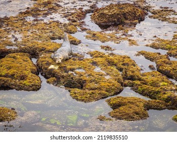 Seals Dot The Rocky Shoreline Of The Pacific Ocean In This California Coastal Town. A Favorite Place For Wild Life To Explore Its Fun To Watch These Lazy Sea Animals Napping And Rolling Over