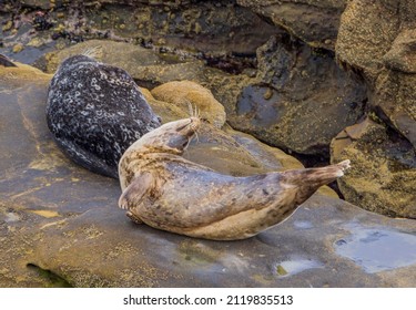 Seals Dot The Rocky Shoreline Of The Pacific Ocean In This California Coastal Town. A Favorite Place For Wild Life To Explore Its Fun To Watch These Lazy Sea Animals Napping And Rolling Over