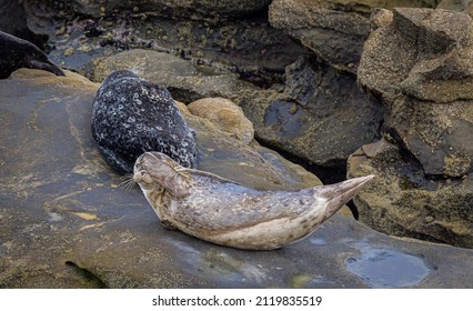 Seals Dot The Rocky Shoreline Of The Pacific Ocean In This California Coastal Town. A Favorite Place For Wild Life To Explore Its Fun To Watch These Lazy Sea Animals Napping And Rolling Over