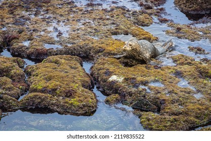 Seals Dot The Rocky Shoreline Of The Pacific Ocean In This California Coastal Town. A Favorite Place For Wild Life To Explore Its Fun To Watch These Lazy Sea Animals Napping And Rolling Over