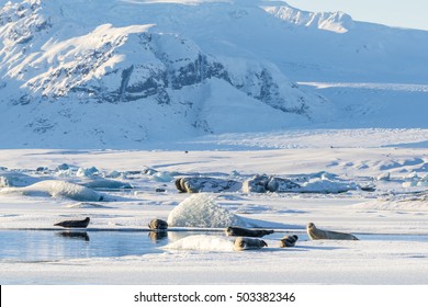 Seals in Jokulsarlon Glacier Lagoon at wintertime, Iceland.