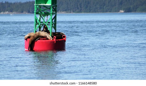 Seals Lounging On Channel Marker Stock Photo 1166148580 | Shutterstock