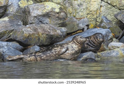 Seals lounging on the rocks on our ride along the Campbell River. - Powered by Shutterstock