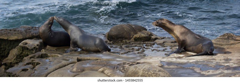 Seals In A Love Triangle