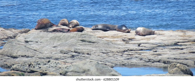 Seals Napping- Panorama - Simpson Reef Overlook, Southern Oregon Coast Near Cape Arago. Reef Rocks Are Habitat For A Population Of Harbor Seals, California & Stellar Sea Lions &  Elephant Seals.