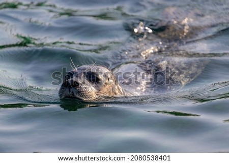Seals in its natural habitat swimming in Dutch North Sea (Noordzee) The earless seals phocids or true seals are one of the three main groups of mammals within the seal lineage, Pinnipedia, Netherlands