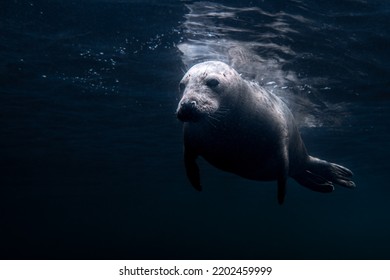 Seals In The North Sea At The Farne Islands